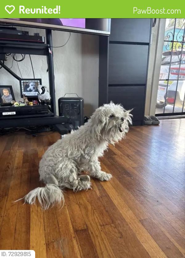Reunited Unknown Dog last seen Near Brookdale Ave, Oakland, CA 94602