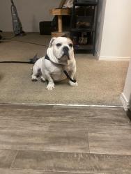 Lost Male Dog last seen BiMART , Washougal, WA 98671