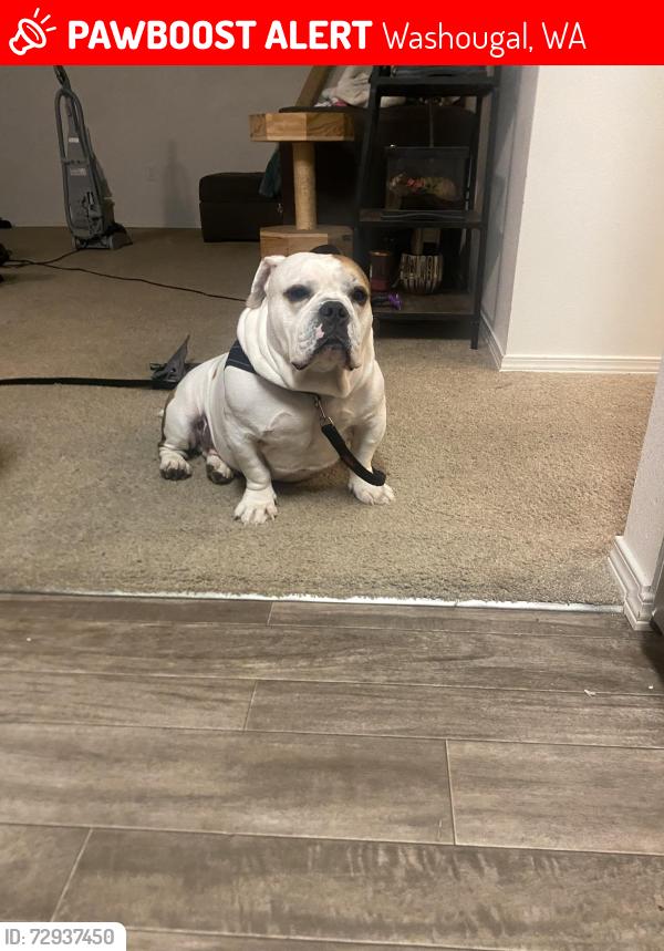 Lost Male Dog last seen BiMART , Washougal, WA 98671