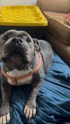 Lost Female Dog last seen City Terrace Dr. and Townsend St, Los Angeles, CA 90063