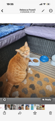 Lost Female Cat last seen Mountfield close, Greater London, England SE6 1AF