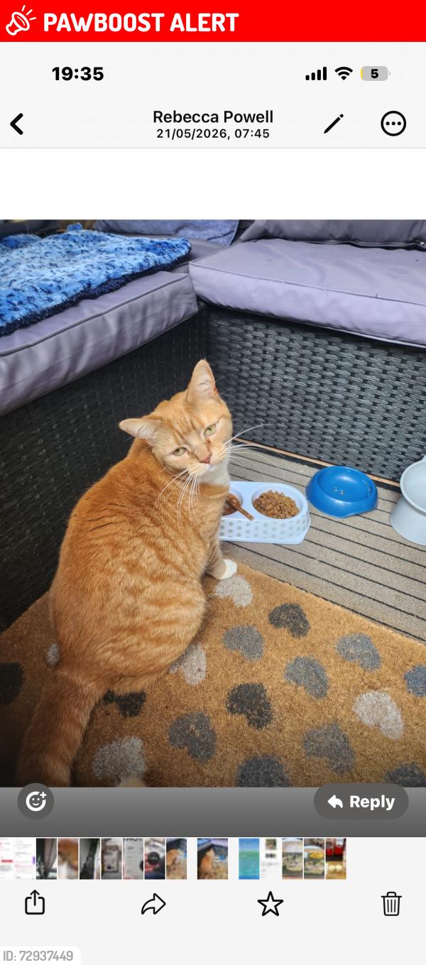 Lost Female Cat last seen Mountfield close, Greater London, England SE6 1AF