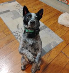 Reunited Male Dog last seen Jackson and Hurban, Masaryktown, FL 34604