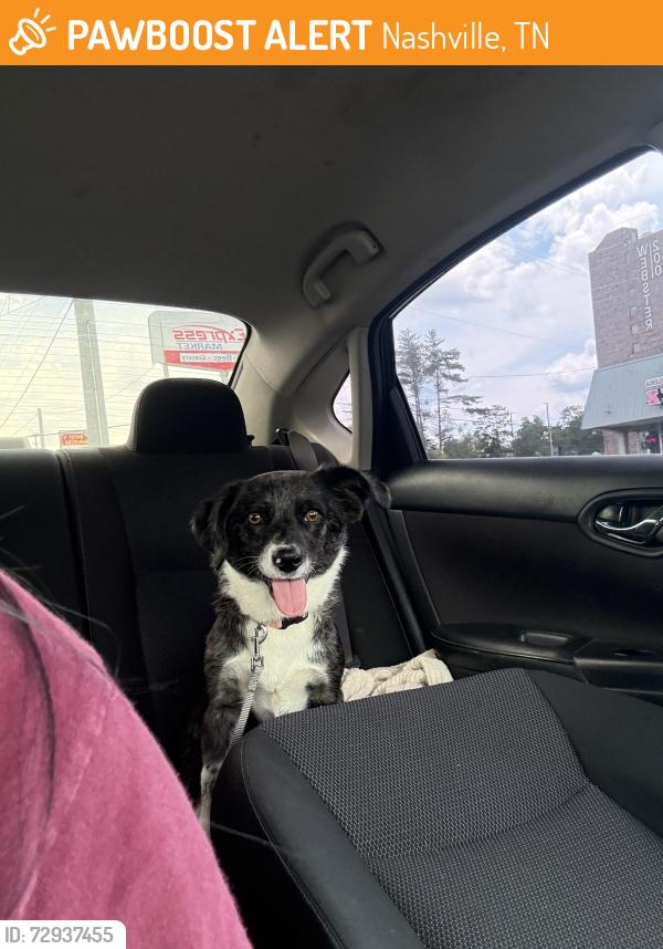 Found/Stray Female Dog last seen Nesbit , Nashville, TN 37115
