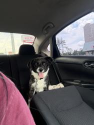 Found/Stray Female Dog last seen Nesbit , Nashville, TN 37115