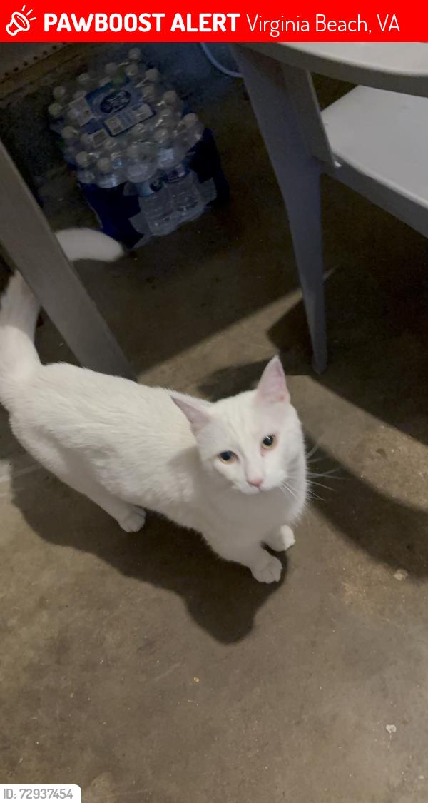 Lost Male Cat last seen Daffodil crecent , Virginia Beach, VA 23453