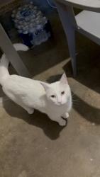 Lost Male Cat last seen Daffodil crecent , Virginia Beach, VA 23453