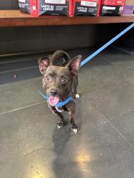 Found/Stray Male Dog last seen Near 9th Street, Santa Monica Shelter 90404, Santa Monica, CA 90404