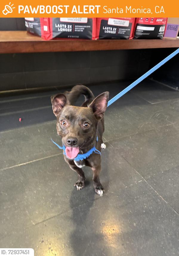 Found/Stray Male Dog last seen Near 9th Street, Santa Monica Shelter 90404, Santa Monica, CA 90404