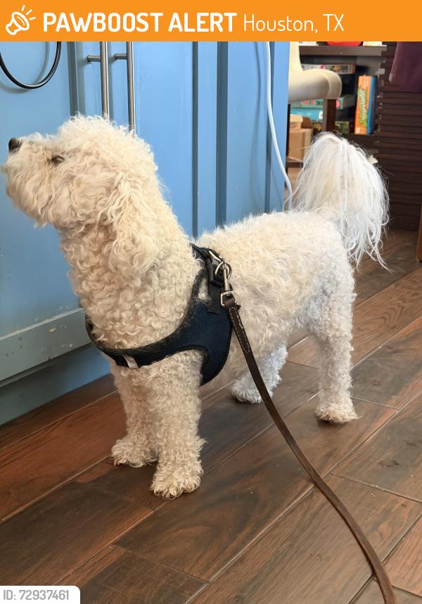 Found/Stray Male Dog last seen Glenshire, Houston, TX 77031