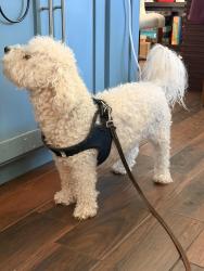 Found/Stray Male Dog last seen Glenshire, Houston, TX 77031