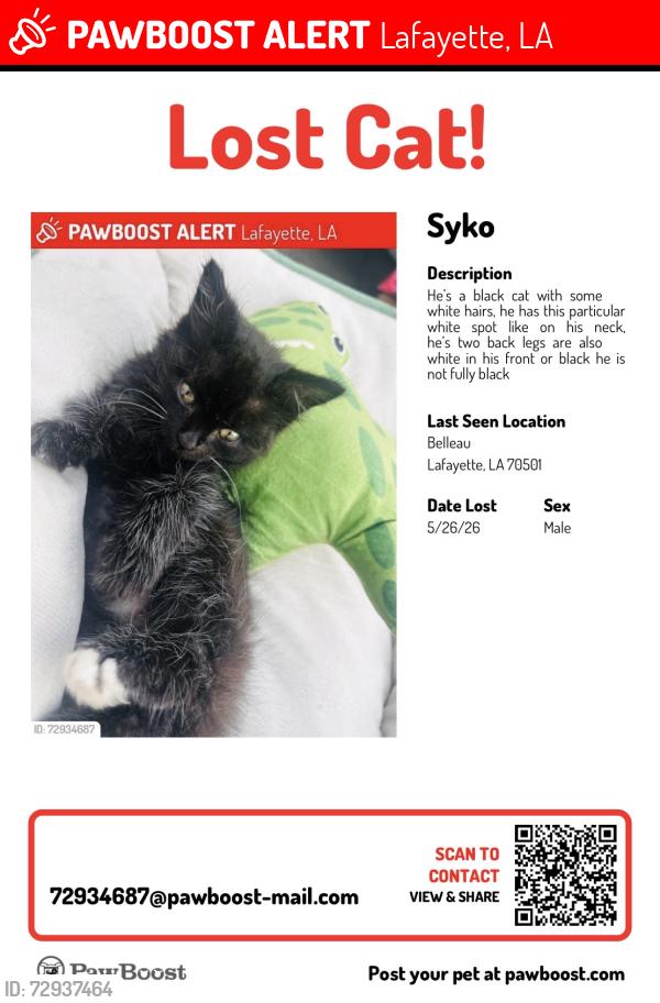 Lost Male Cat last seen  Belleau St Lafayette, LA  70501 , Lafayette, LA 70501