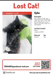 Lost Male Cat last seen  Belleau St Lafayette, LA  70501 , Lafayette, LA 70501