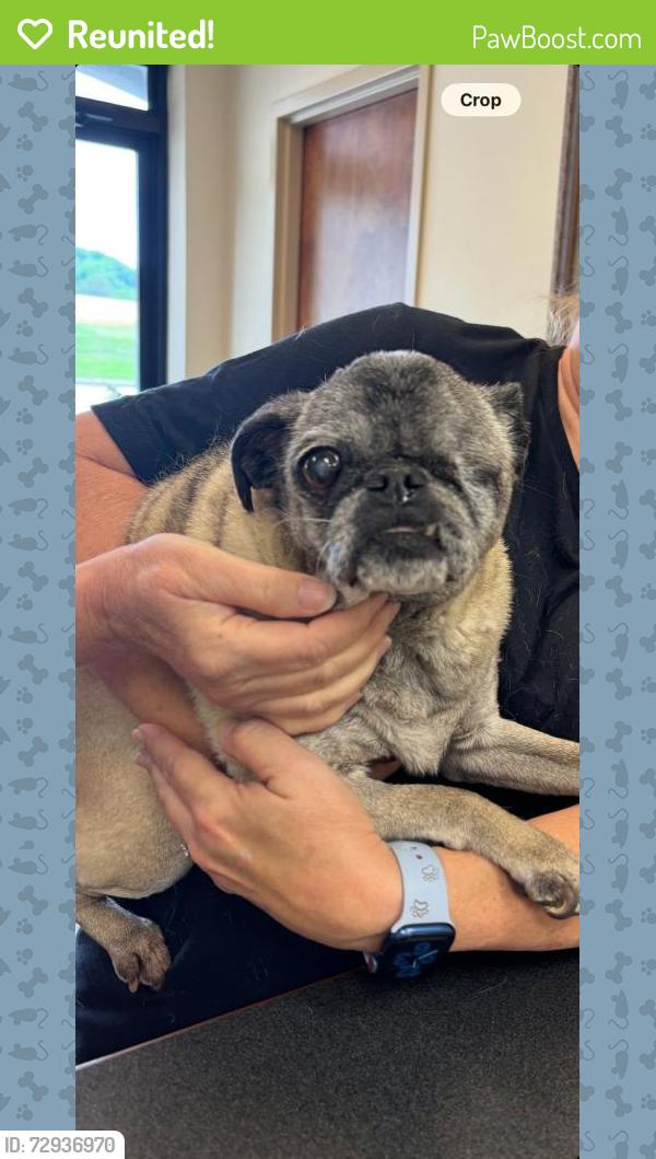 Reunited Female Dog last seen Found at the corner of Louisville Rd and Cox Rd (near Louisville Point Park) Louisville TN, Louisville, TN 37777