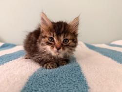 Shelter Stray Female Cat last seen James City, NC 28560, New Bern, NC 28562