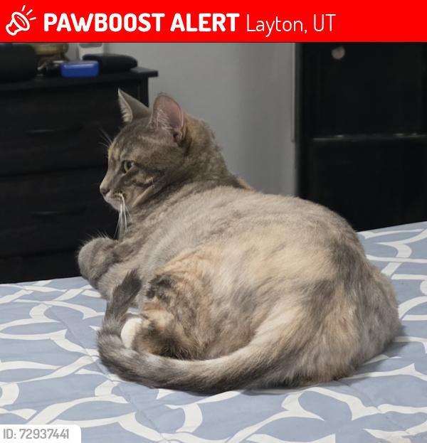 Lost Female Cat last seen Near Antelope Dr, Layton, UT, Layton, UT 84041