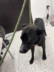 Shelter Stray Female Dog last seen Atlanta, GA 30318, Atlanta, GA 30336