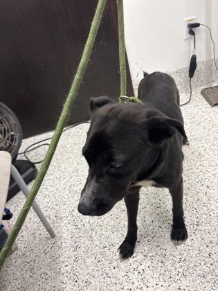 Shelter Stray Female Dog last seen Atlanta, GA 30318, Atlanta, GA 30336