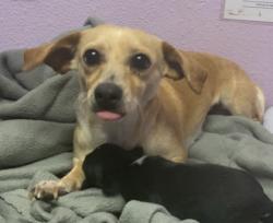 Shelter Stray Female Dog last seen Near Hunters Grove, CITY of El Paso, TX, Fort Bliss, TX 79906