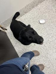 Shelter Stray Male Dog last seen East Point, GA 30344, Atlanta, GA 30336