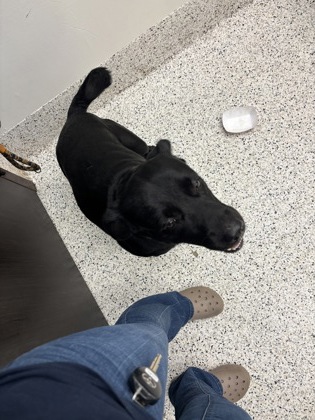 Shelter Stray Male Dog last seen East Point, GA 30344, Atlanta, GA 30336