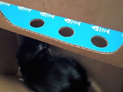 Shelter Stray Male Cat last seen Atlanta, GA 30354, Atlanta, GA 30336