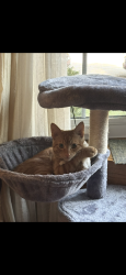 Reunited Male Cat last seen Bayshore mall, Glendale, WI 53217