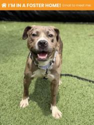Shelter Stray Female Dog last seen Near block E 28th St ., 21218, MD, Baltimore, MD 21230