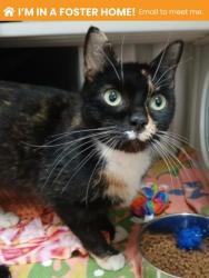 Shelter Stray Female Cat last seen Near Park Heights Ave, 21215, MD, Baltimore, MD 21230