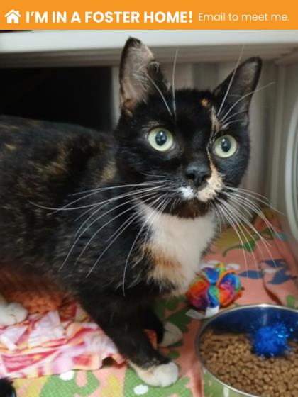 Shelter Stray Female Cat last seen Near Park Heights Ave, 21215, MD, Baltimore, MD 21230