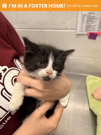 Shelter Stray Male Cat last seen Near Park Heights Ave, 21215, MD, Baltimore, MD 21230