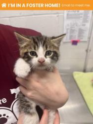 Shelter Stray Male Cat last seen Near Park Heights Ave, 21215, MD, Baltimore, MD 21230