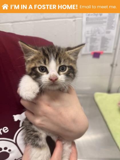 Shelter Stray Male Cat last seen Near Park Heights Ave, 21215, MD, Baltimore, MD 21230