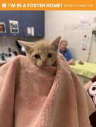 Shelter Stray Male Cat last seen Near Park Heights Ave, 21215, MD, Baltimore, MD 21230