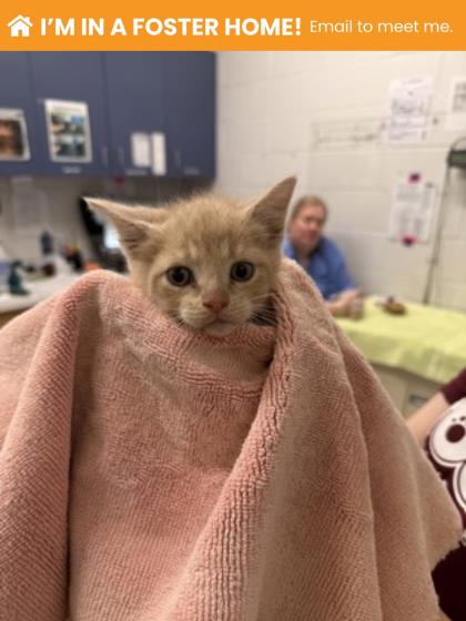 Shelter Stray Male Cat last seen Near Park Heights Ave, 21215, MD, Baltimore, MD 21230
