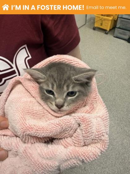 Shelter Stray Female Cat last seen Near Park Heights Ave, 21215, MD, Baltimore, MD 21230