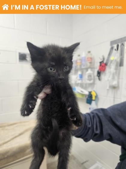 Shelter Stray Male Cat last seen Near Western Run Dr, 21209, MD, Baltimore, MD 21230