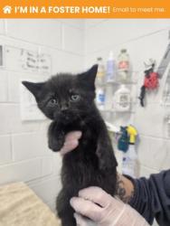 Shelter Stray Male Cat last seen Near Western Run Dr, 21209, MD, Baltimore, MD 21230