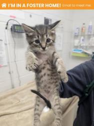 Shelter Stray Male Cat last seen Near Western Run Dr, 21209, MD, Baltimore, MD 21230