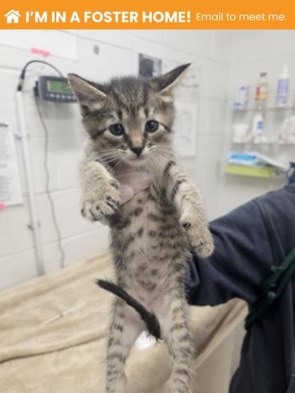 Shelter Stray Male Cat last seen Near Western Run Dr, 21209, MD, Baltimore, MD 21230