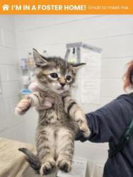 Shelter Stray Female Cat last seen Near Western Run Dr, 21209, MD, Baltimore, MD 21230