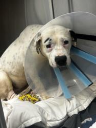 Shelter Stray Female Dog last seen Near Stephenson Rd, Stone Mountain, GA 30087, 30087, GA, Atlanta, GA 30341