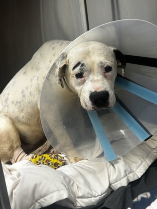 Shelter Stray Female Dog last seen Near Stephenson Rd, Stone Mountain, GA 30087, 30087, GA, Atlanta, GA 30341