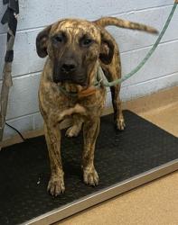 Shelter Stray Female Dog last seen Dawn Drive & Tilson Rd Decatur, GA, 30002, GA, Atlanta, GA 30341
