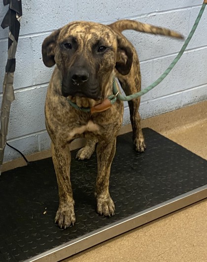 Shelter Stray Female Dog last seen Dawn Drive & Tilson Rd Decatur, GA, 30002, GA, Atlanta, GA 30341