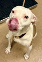 Shelter Stray Female Dog last seen Near Creekside PL, 30035, GA, Atlanta, GA 30341