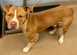 Shelter Stray Male Dog last seen Near Creekside PL, 30035, GA, Atlanta, GA 30341