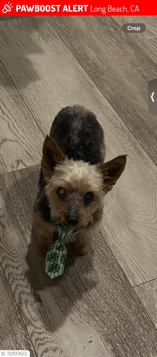 Lost Male Dog last seen pch, Long Beach, CA 90755