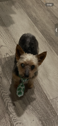 Lost Male Dog last seen pch, Long Beach, CA 90755