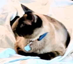 Lost Male Cat last seen Western Ave. and Clement , Joliet, IL 60435